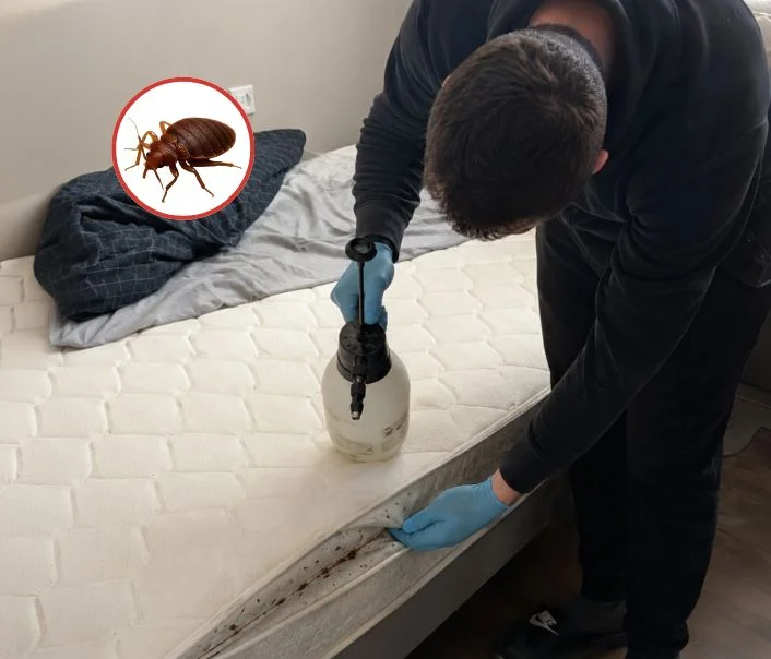 Technicien traitant un matelas contre les punaises de lit à May-en-Multien